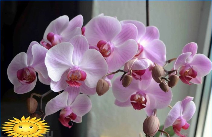 Orchidea: condizioni adeguate, cura, trapianto, riproduzione