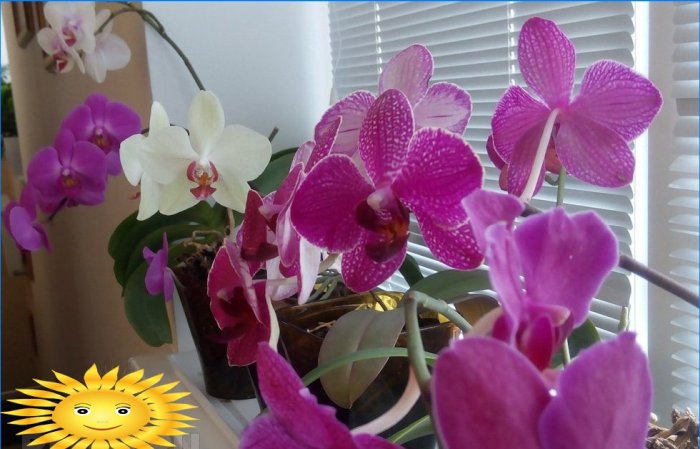 Proteggere le orchidee dal sole