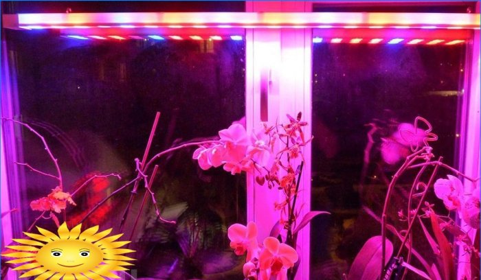 Illuminazione supplementare delle orchidee in inverno