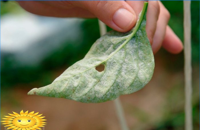 Peronospora: cause e metodi di lotta
