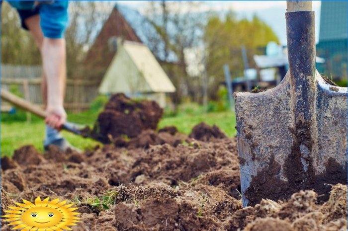Come coltivare arachidi di arachidi nel tuo giardino