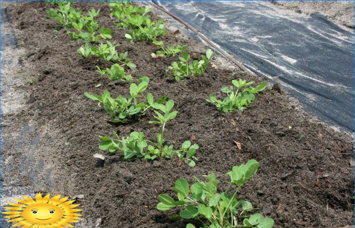 Come coltivare arachidi di arachidi nel tuo giardino