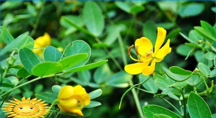Come coltivare arachidi di arachidi nel tuo giardino