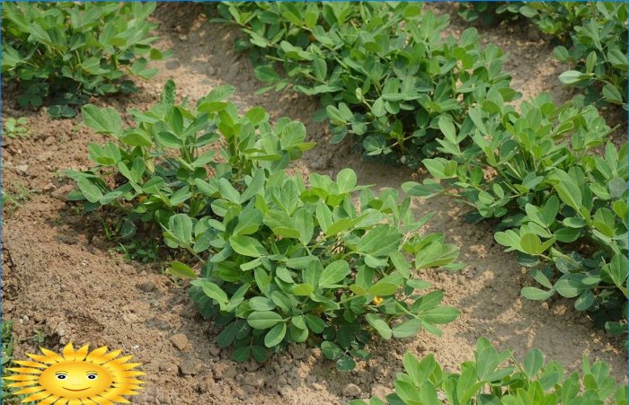 Come coltivare arachidi di arachidi nel tuo giardino