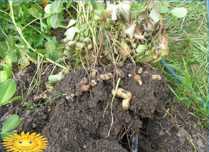 Come coltivare arachidi di arachidi nel tuo giardino