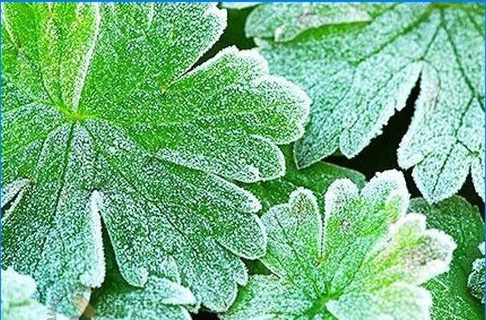 Come proteggere le piante dal gelo primaverile
