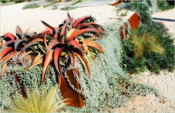 Progettazione di giardini con xeriscaping