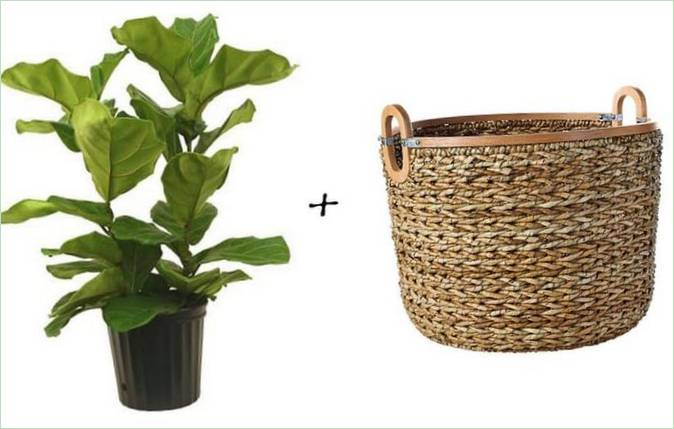 Idee per il giardino: Albero di fico con foglie grandi + Cestino di Serena & Lily