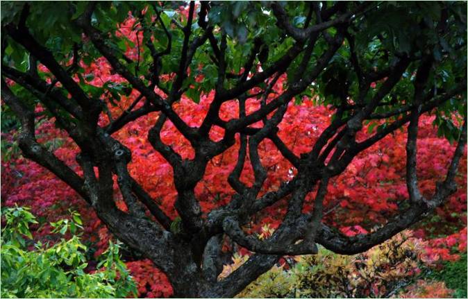 Giardini Butchart nella Columbia Britannica