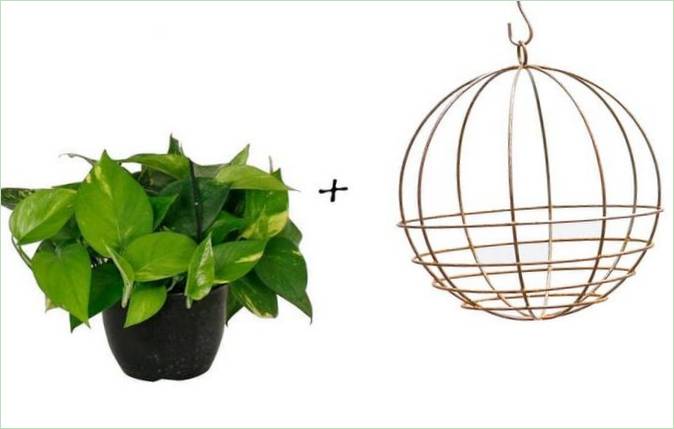Idee per il giardino: Scindapsus golden + Cesto sospeso rotondo di Terrain