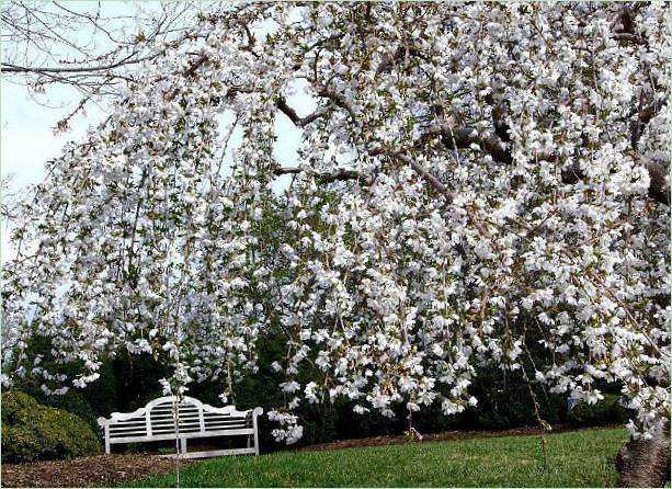 Giardino botanico del Missouri negli Stati Uniti