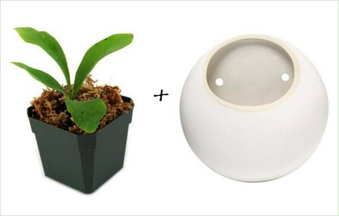 Idee per il giardino: Felce di corno di cervo + Vaso da parete in ceramica di West Elm
