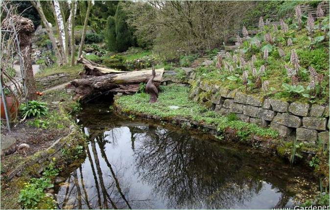 Il giardino botanico acquatico di Ada Hoffman