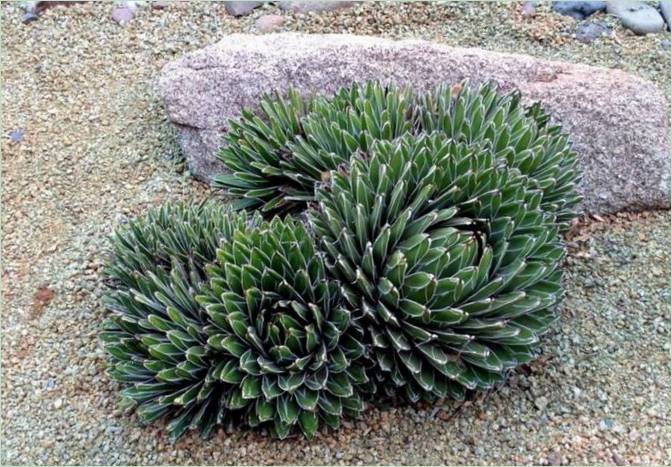 Paesaggio del giardino: agave Queen Victoria L'agave Queen Victoria per la cura del giardino