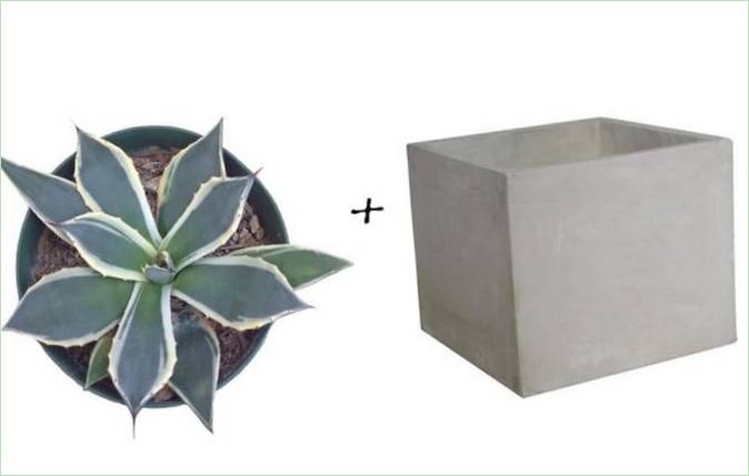 Idee per il giardino: Agave + Vaso quadrato in cemento da Target