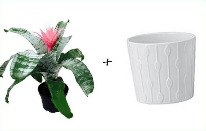Idee per il giardino: Bromelie + Vaso bianco Ikea a fantasia