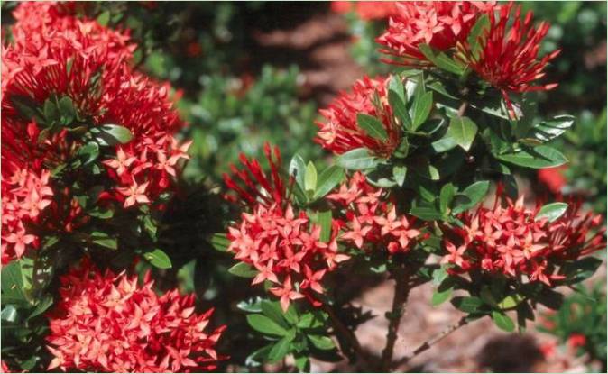 Pianta da giardino: Ixora Pianta da giardino - Ixora