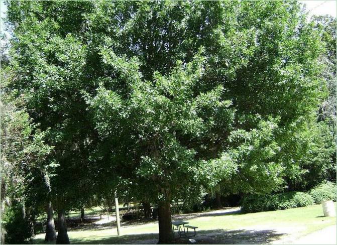 Piante per un giardino ombreggiato. Un albero vicino a casa Piante per un giardino ombreggiato. Un albero vicino alla casa