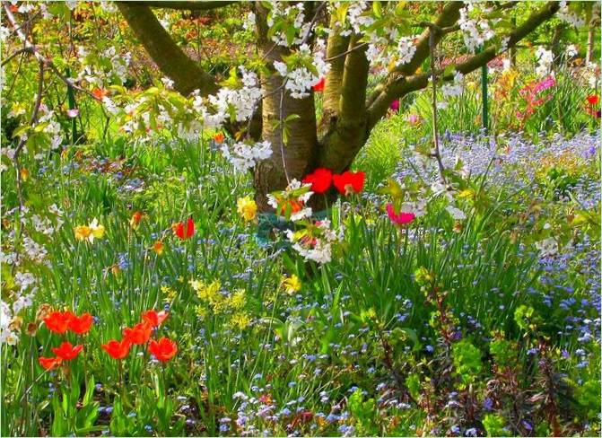 Piante per un giardino a fioritura perpetua