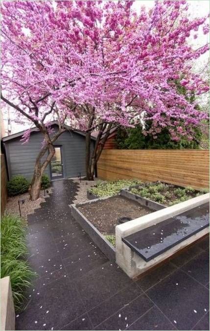 Alberi nel cortile di una casa
