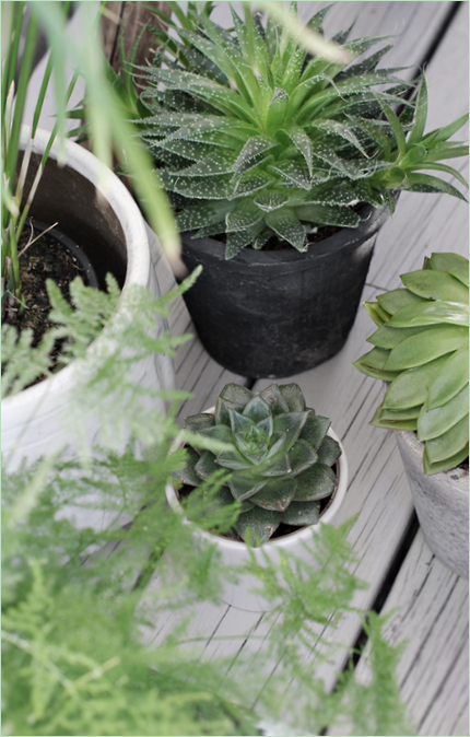 Design del patio: tanti vasi di verde