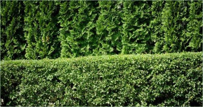 Recinzione vivente in thuja in giardino La recinzione del giardino in thuja