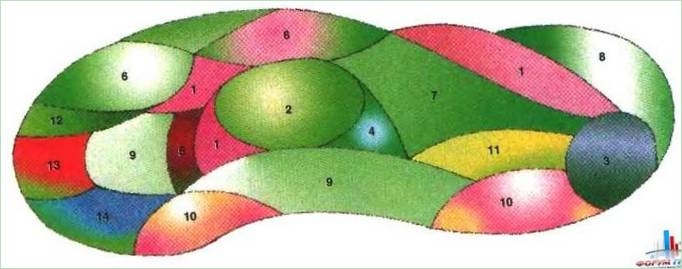 Schema di un giardino fiorito dai colori vivaci