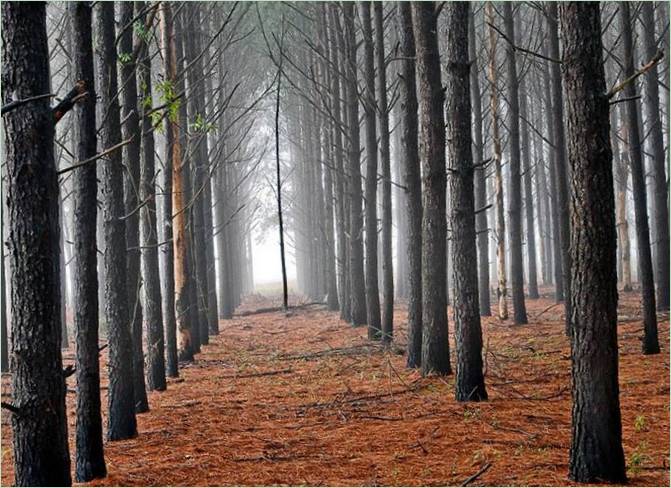 Sentiero nel bosco