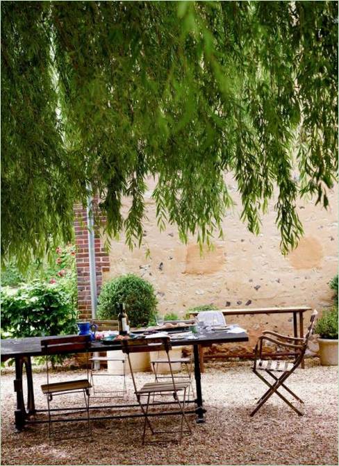 Piante per un giardino ombreggiato. Alto albero di lusso Piante per un giardino ombreggiato. Un albero alto