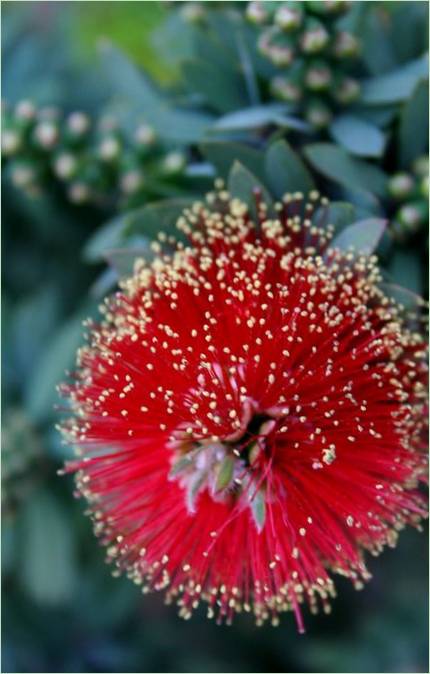Fiore rosso