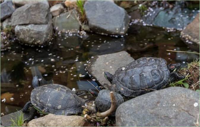 Progettazione del giardino: uno stagno per tartarughe