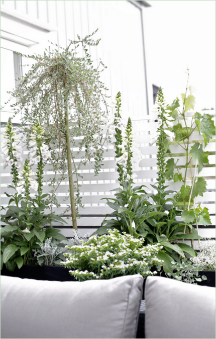 Design del patio: un piccolo recinto di picchetti bianchi