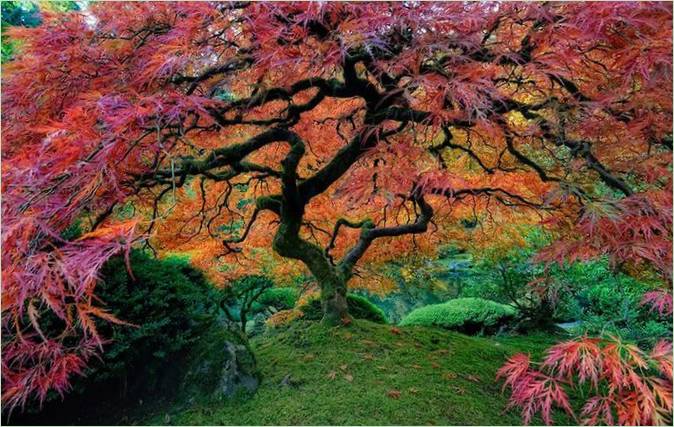 Gli alberi più belli del mondo