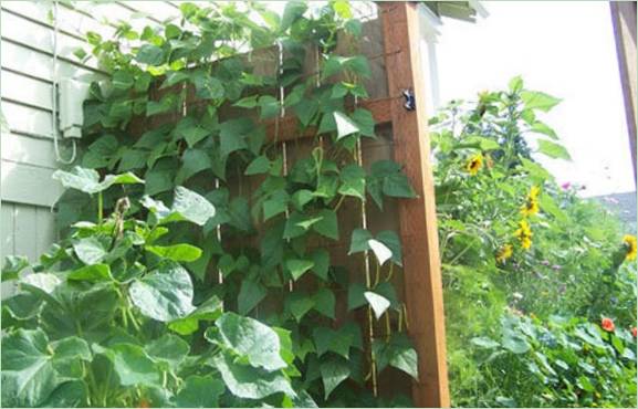 Interessanti idee di giardinaggio verticale: il tradizionale traliccio da giardino