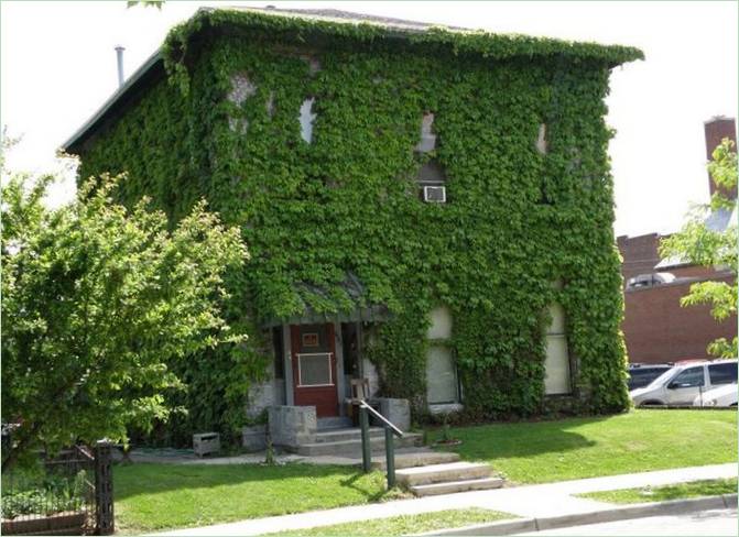 Facciata dell'edificio ricoperta di edera