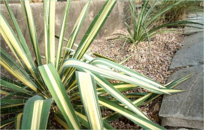Yucca grande - foto 1 Yucca grande - foto 1