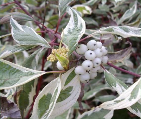 Piantine di paisley argento per la cura del paesaggio in giardino