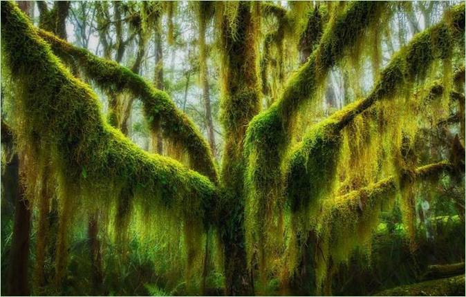 Gli alberi più belli del mondo