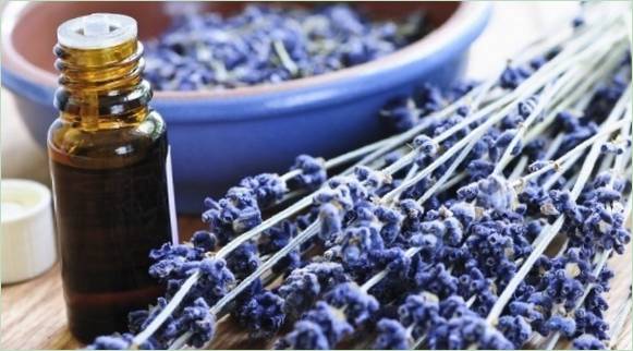 Fiori di lavanda