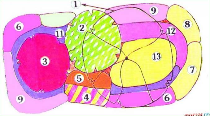 Schema di aiuola con albero basso