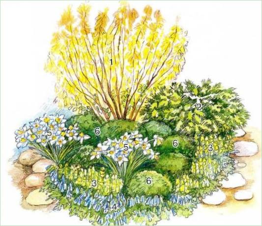 La forsizia in una composizione da giardino