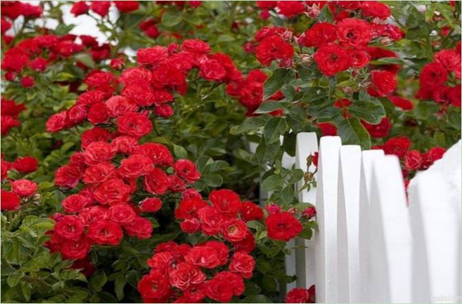 Rose rosse ricce sulla proprietà