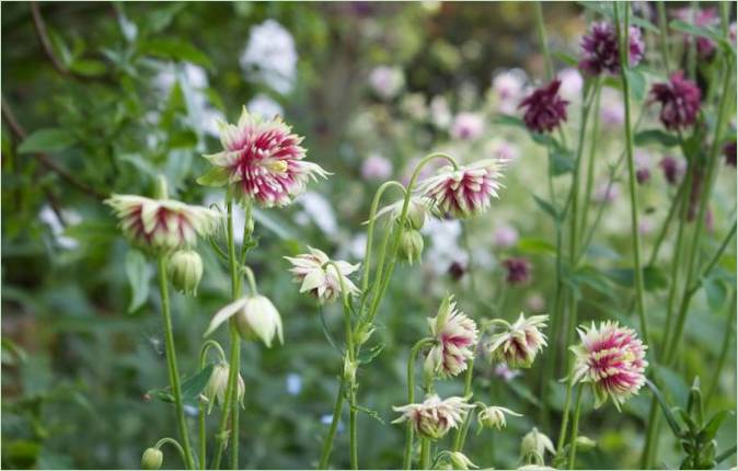 Un'idea insolita per un giardino. Scegliere i fiori