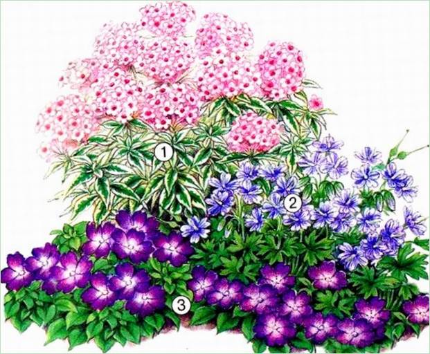 Una composizione floreale colorata