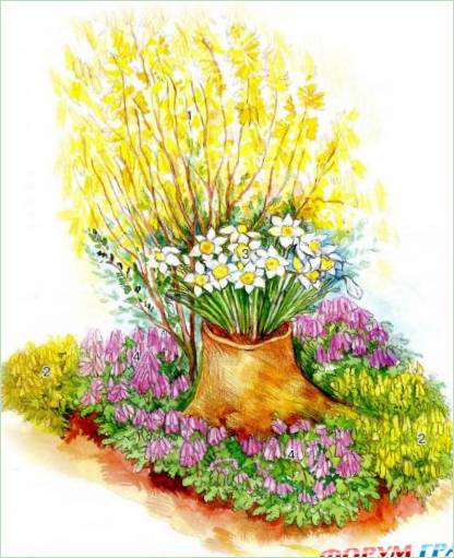 La forsizia in una composizione da giardino