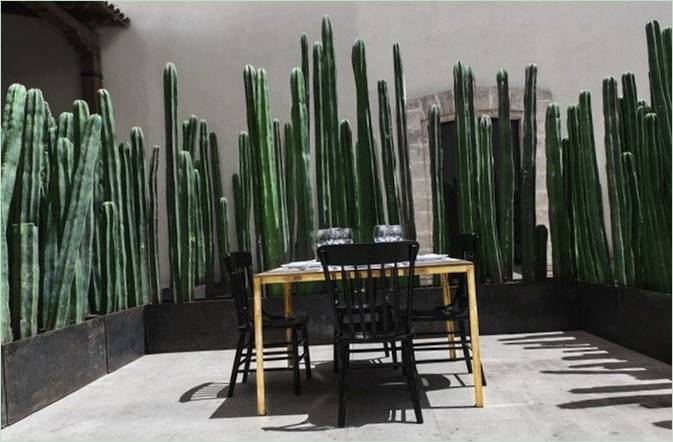 Un recinto vivente in giardino: un cactus Recinto vivente in giardino: il cactus