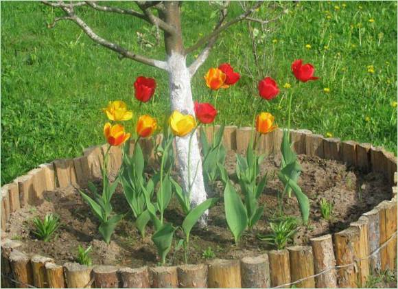 Arboreto sotto un albero
