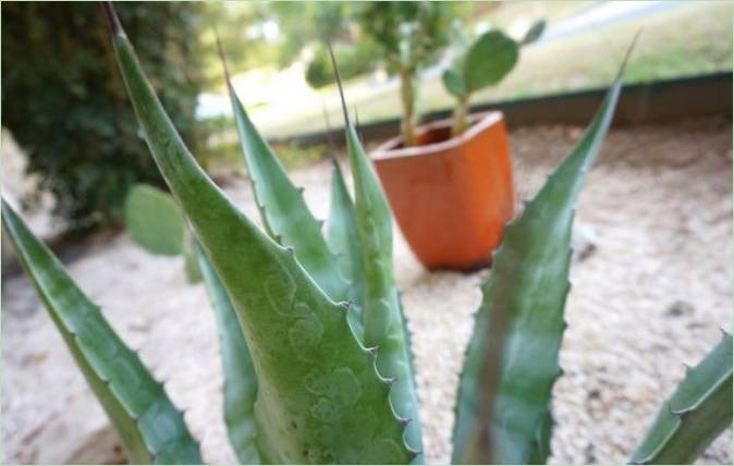 Rara piantagione di agave blu - foto 1 Rare piantagioni di agave blu - foto 1