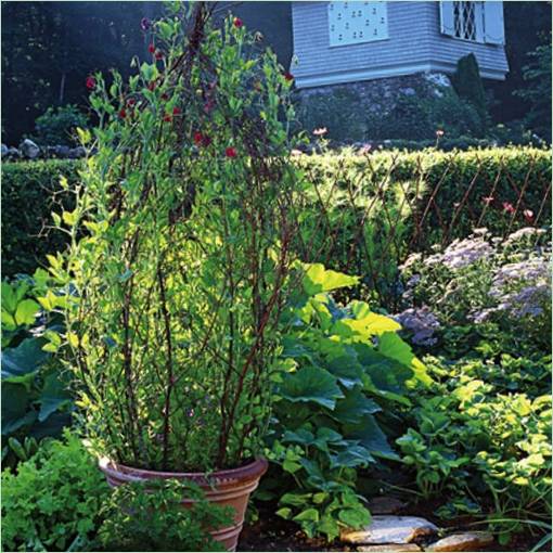 Interessanti idee di giardinaggio verticale: un mini-traliccio in un vaso