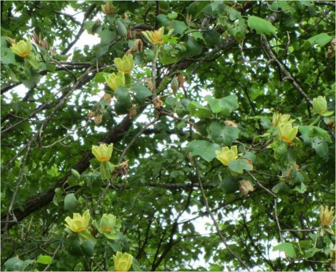 Piante per un giardino ombreggiato. Il noce Piante per giardini ombreggiati. Albero di noce